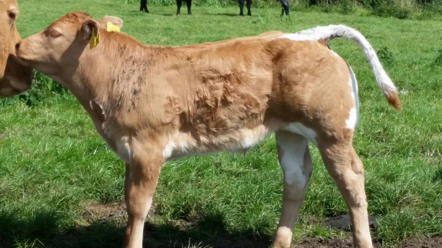 Brooklands F0959 sired calf