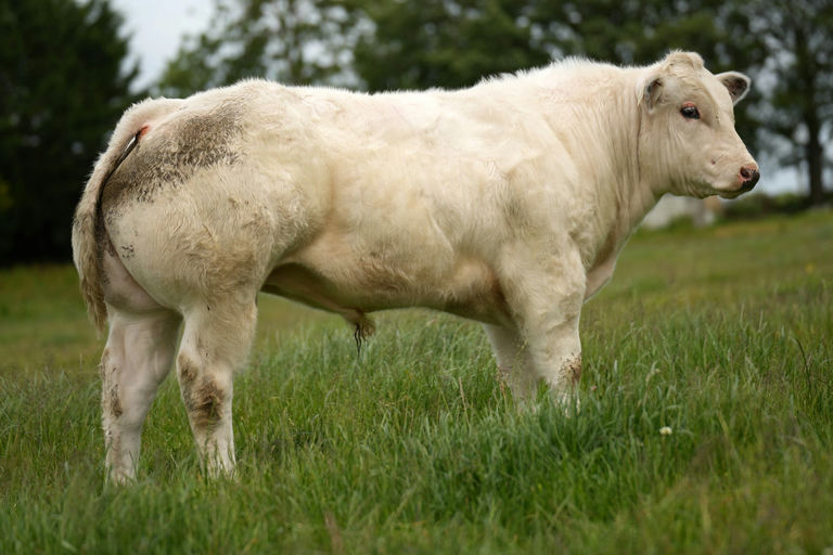 Moderato sired bull calf
