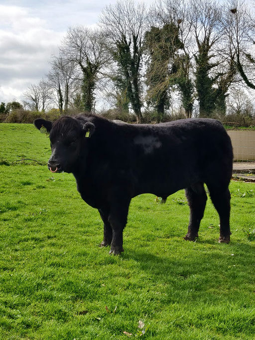 KILTEEVAN NICKY Picture 6