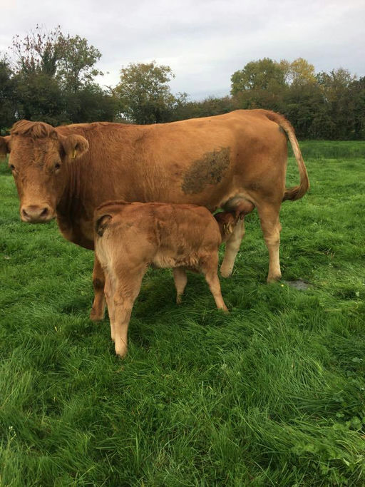 CASTLEVIEW CASINO (ET) Picture 2