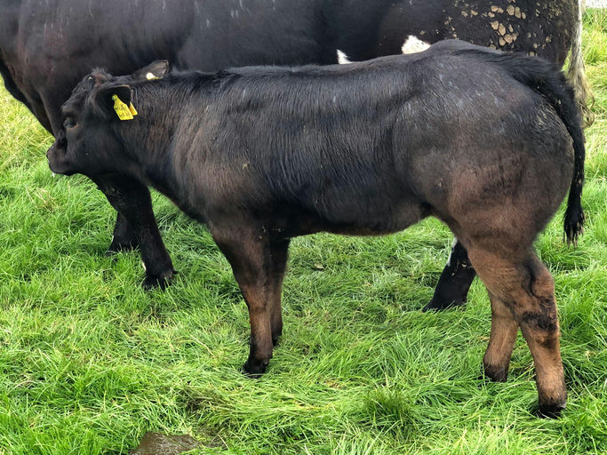 CLADDAGH MCCABE (ET) Picture 11