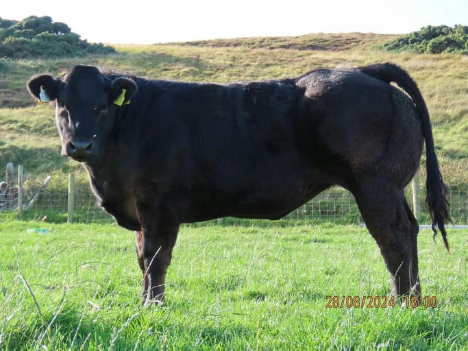 CLADDAGH MCCABE (ET) Picture 14