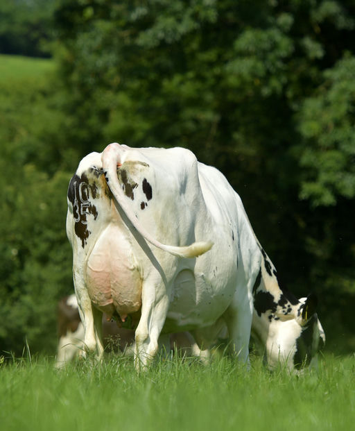 GLENABOY RONALD Picture 2