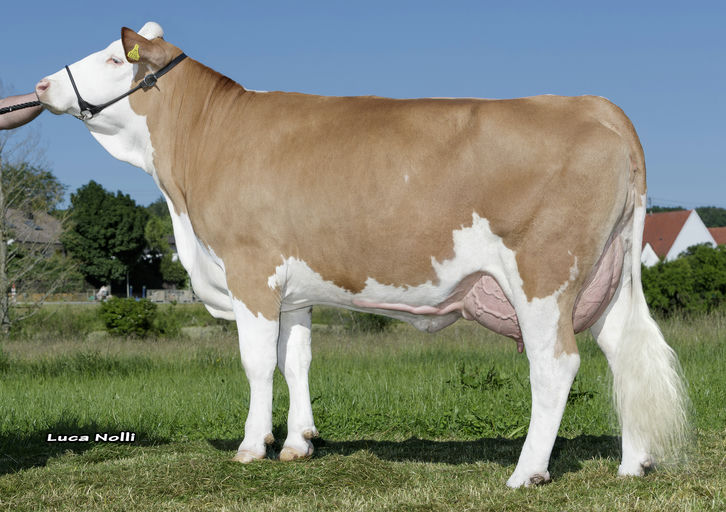 SI7911 Hokuspokus Daughter 2