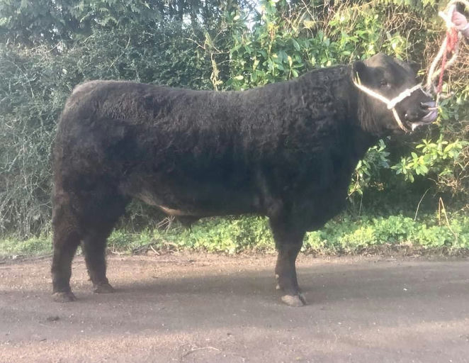 PORTAUNS VOLCANO P643 Picture 7