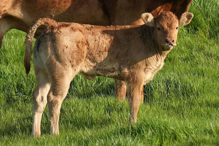 SLIABH FELIM STERLING Picture 4