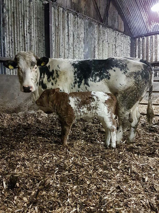 Brooklands F0959 sired calf