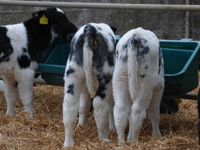 Rathlyon Olaf (BB8226) sired dairy beef calves