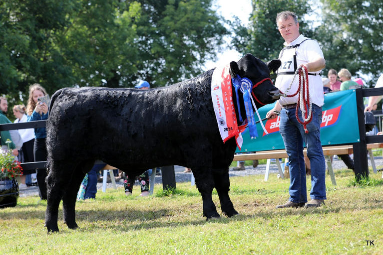 Drumcrow Tribesman son - Reserve All Ireland Irish Angus Bull Calf Champion 2024 born between August and October 2023