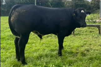 Glenford Sam sired bull weanling