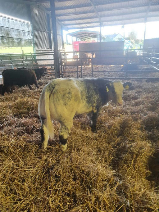 Affute sired heifer calf