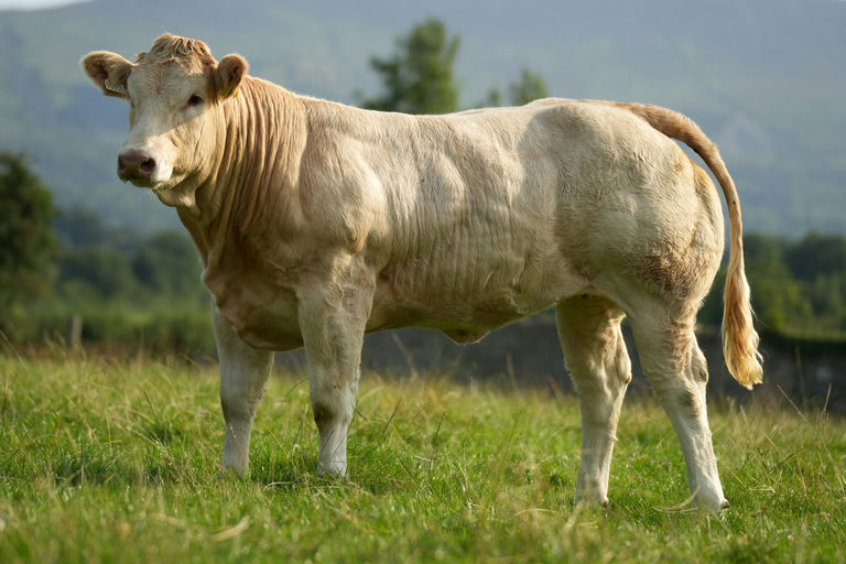 Claddagh McCabe daughter from a Blonde x dam