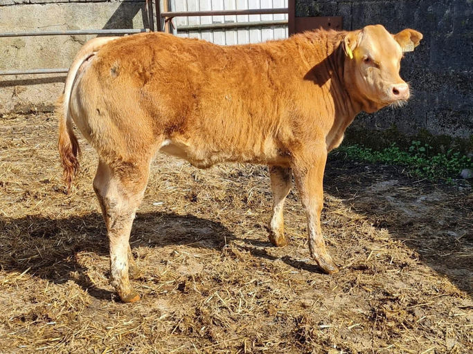 Drumline S 1185 sired heifer calf