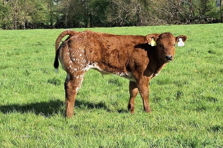 An De Beauffaux (BB4438) sired bull calf