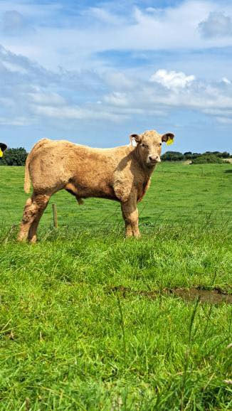 BALLYM ROCCO Picture 8