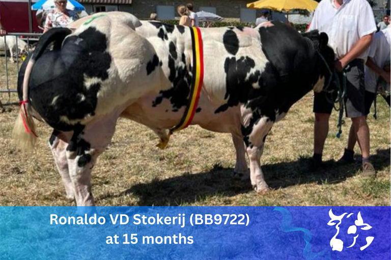 RONALDO VD STOKERIJ Picture 2