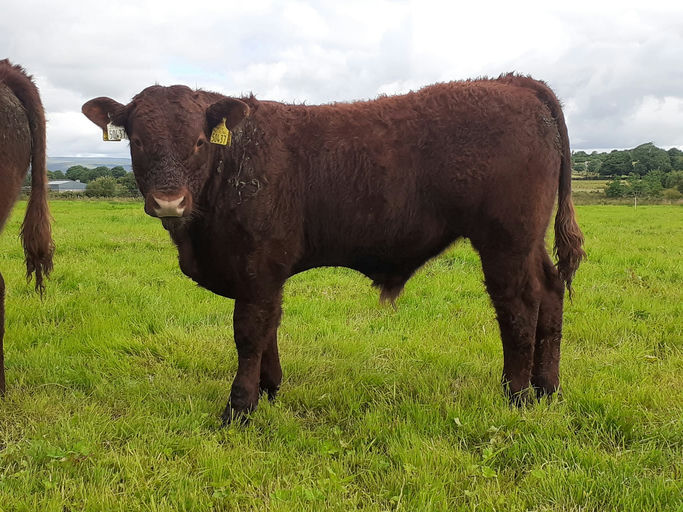 Montesqieu sired bull weanling