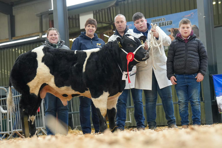 James Bond sired bull calf - 1st prize bull calf Carrick Winter Fair 2024