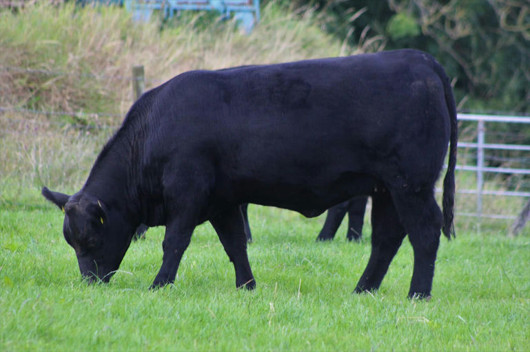 STOUPHILL BOMBER T182 Picture 1