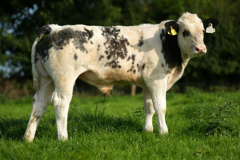 Hausse sired bull calf from a Simmental x dam
