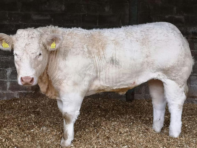 Inverlochy Ferdie daughter
