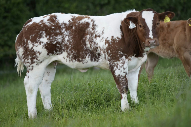 Rambo's maternal half sister