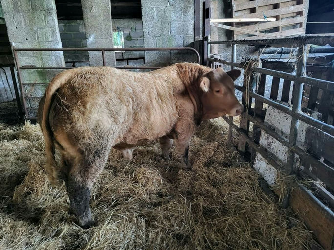 BALLYM ROCCO Picture 7