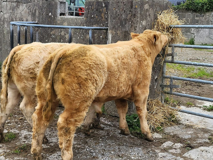 Loki sired bull weanling