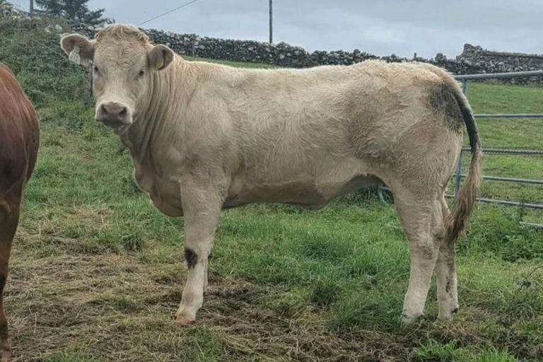 Cattanview Supreme (CH8541) sired heifer