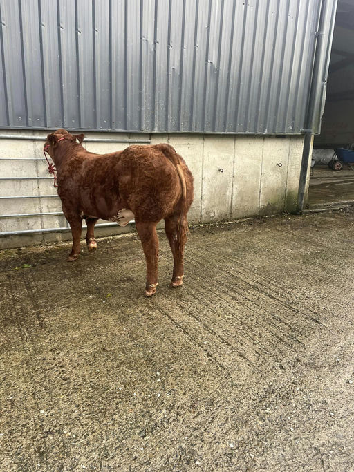 BROOKLANDS MARCO Picture 3