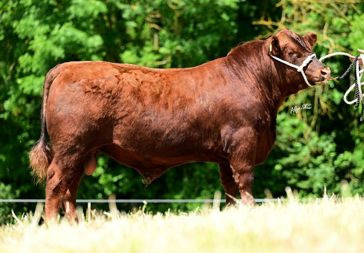 Kingsbury Red Victor (AA9619)