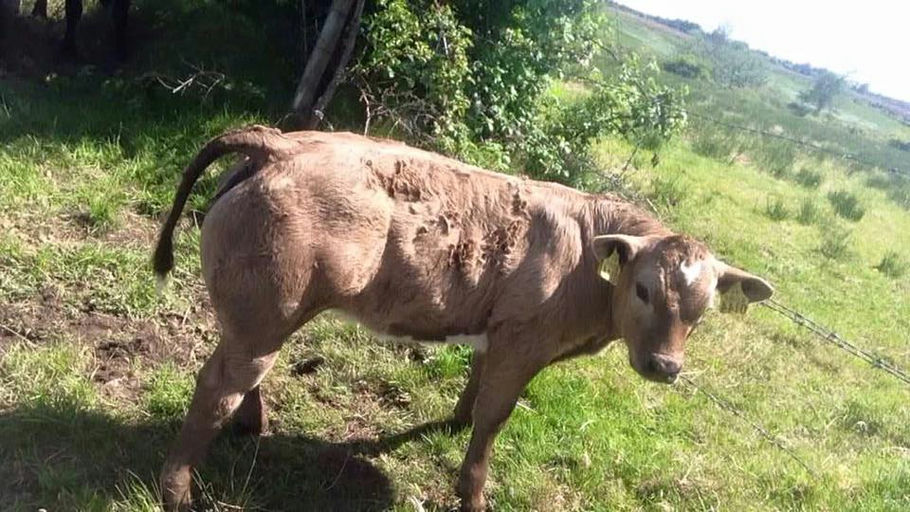 Brooklands F0959 sired heifer calf