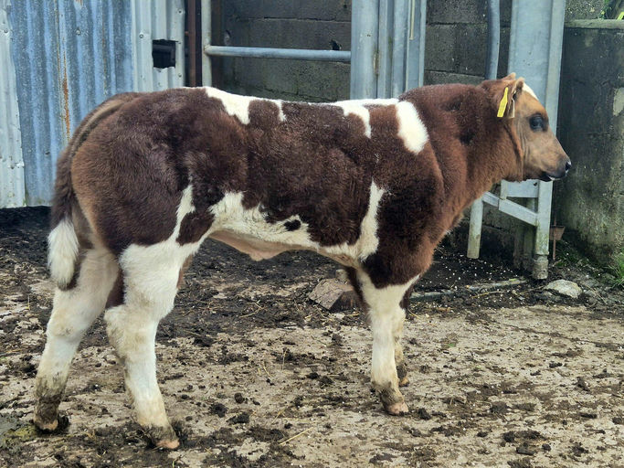 James Bond sired bull calf