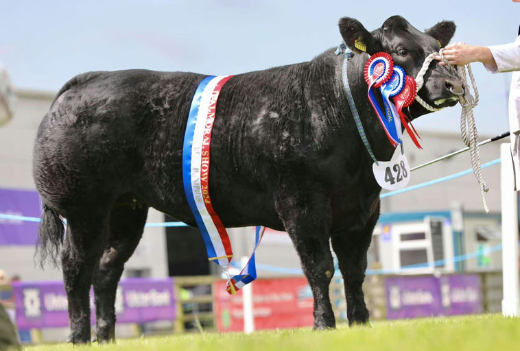 James Bond sired heifer - Overall Commercial Champion at Balmoral Show 2024