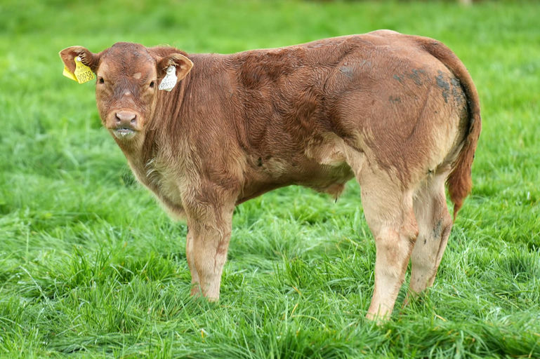 SLIABH FELIM STERLING Picture 5