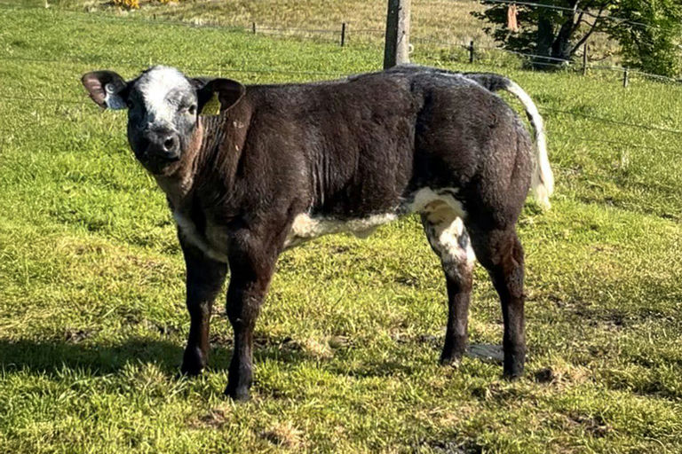Moderato sired heifer calf