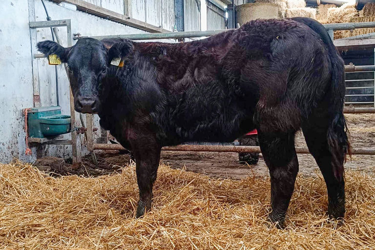 Brooklands Marco sired heifer calf
