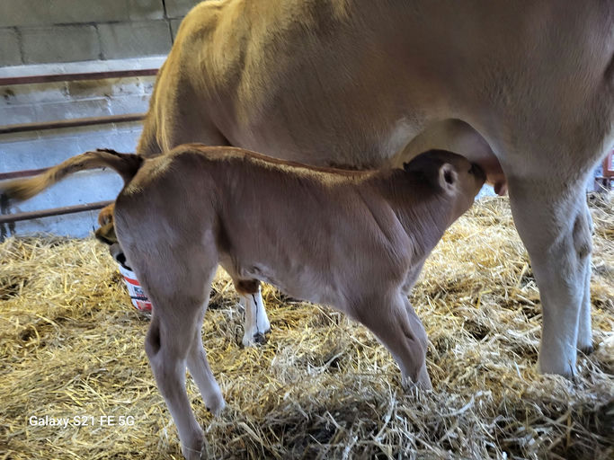OBAMA - Sire Details