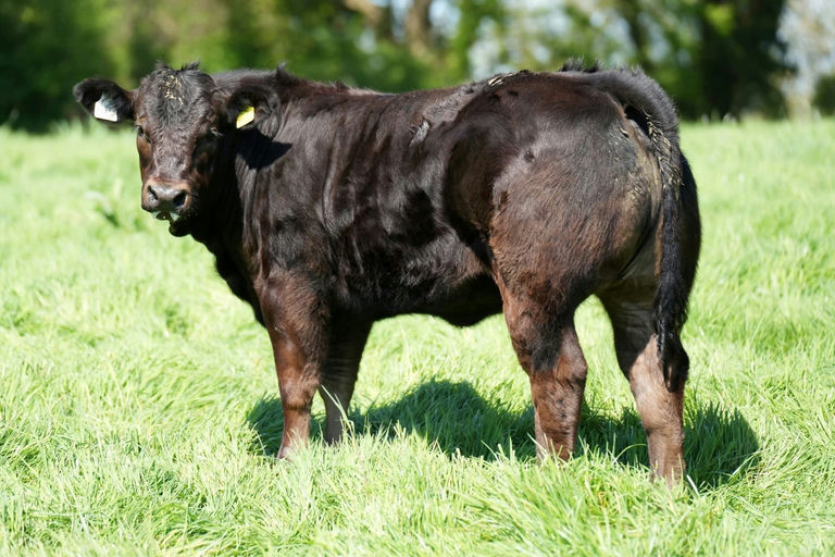 Drumline S 1185 sired heifer calf
