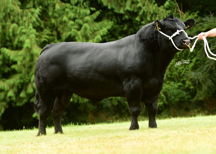 LISDUFF LEONARDO S387 Picture 0