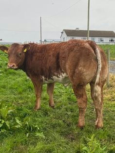 ELDERBERRY GALAHAD Picture 7