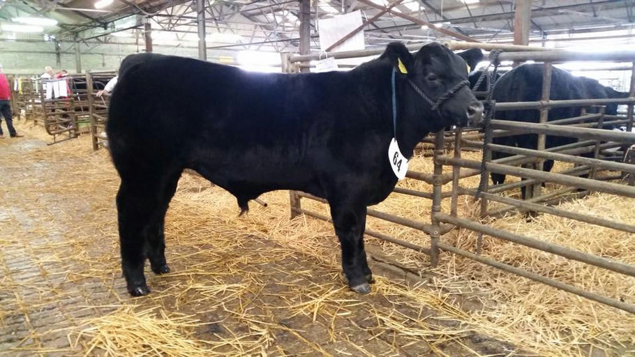 Dadam, onam va qizi jinsiy aloqa