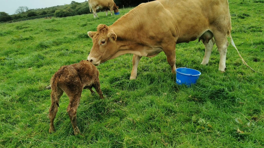 DRUMLINE S 1185 Picture 3