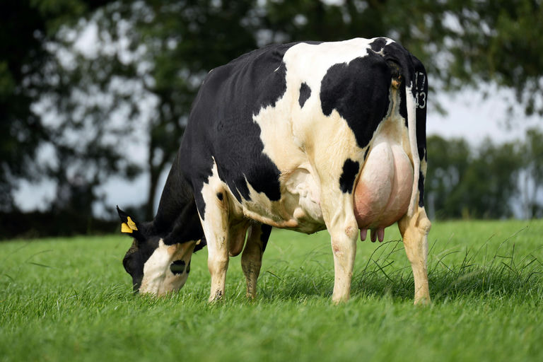 Forestview Olive 1743 EX 90 1E - Dam