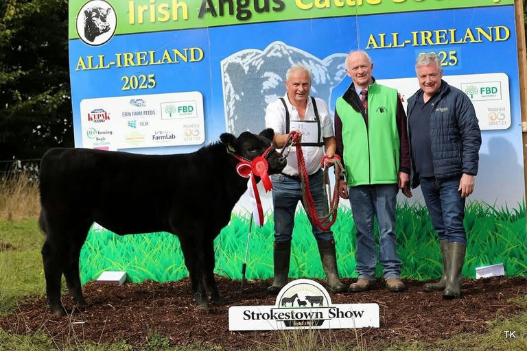Tribesman sired heifer calf - All-Ireland Heifer Calf Champion at Strokestown Show 2025