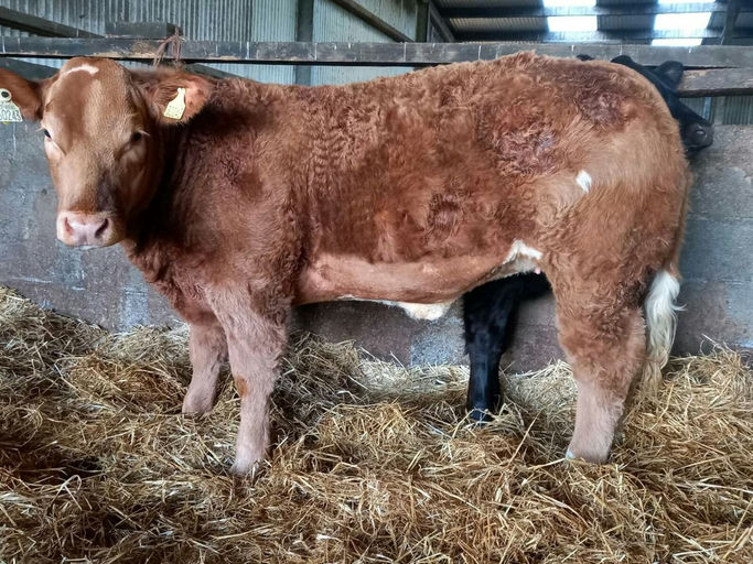 Pottlereagh Mark (CH4160) sired heifer