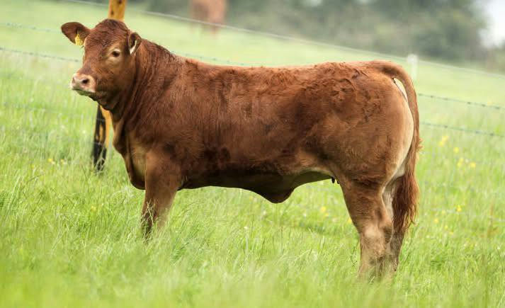 Sterling sired heifer calf