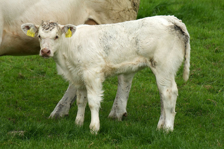 Kilvilcorris Tim sired heifer calf