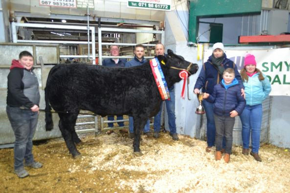 ELDERBERRY GALAHAD Picture 14