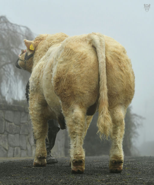 Clenagh Superior ET (CH8968)